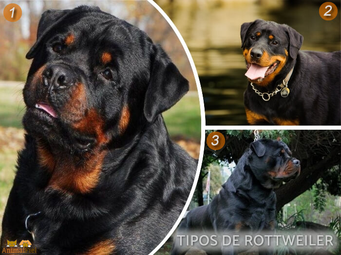 hermoso rottweiler de pelo brillante