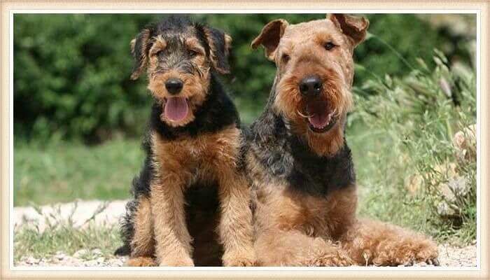 airedale terrier descansando sobre el terreno 