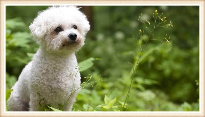 bichón frisé paseando en la naturaleza