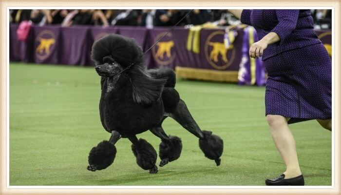 caniche negro paseándose en el anillo de exhibición