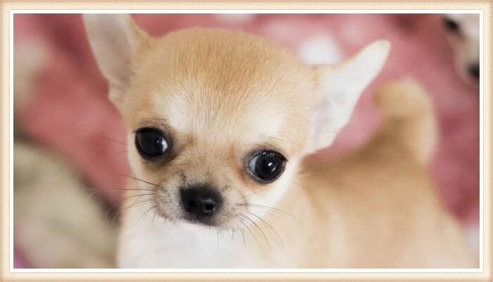 bonito chihuahua cabeza de manzana y ojos saltones