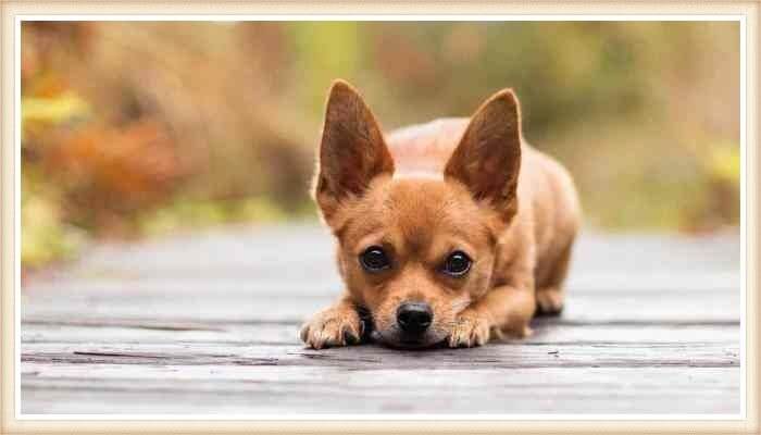 chihuahua agazapado con las orejas elevadas