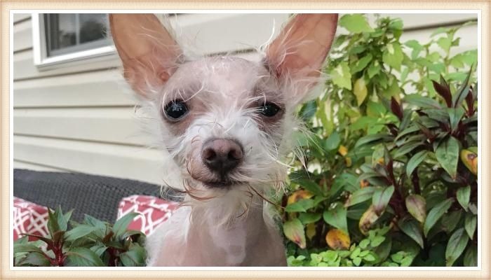 perro chihuahua sin pelo con orejas totalmente erguidas