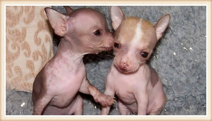 dúo de cachorrillos chihuahuas sin pelo