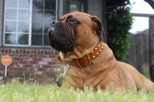 perro con collar de cuero sobre la hierba
