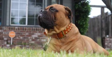 perro con collar de cuero sobre la hierba