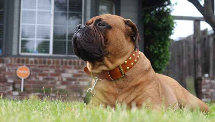 perro con collar de cuero sobre la hierba