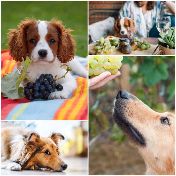 perro cocker spaniel junto a un ramo de uvas moradas