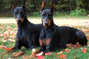 perros doberman echados sobre la hierba