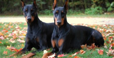 perros doberman echados sobre la hierba