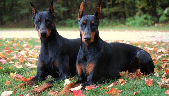 perros doberman echados sobre la hierba