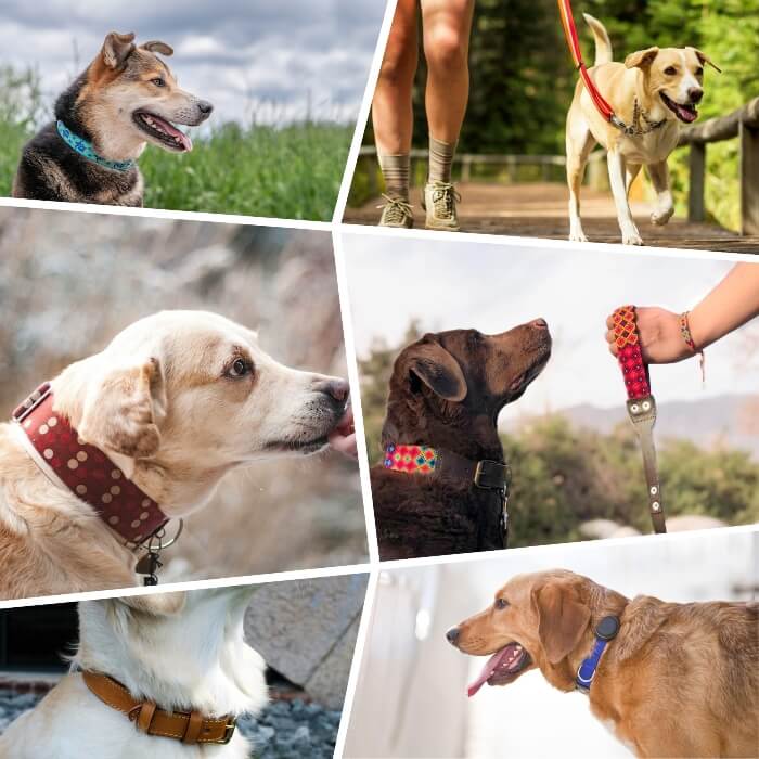 varios perros usando diferentes tipos de collares