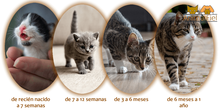 ¿Hasta qué edad crecen los Gatos? Etapas de Vida + Guía de Crecimiento