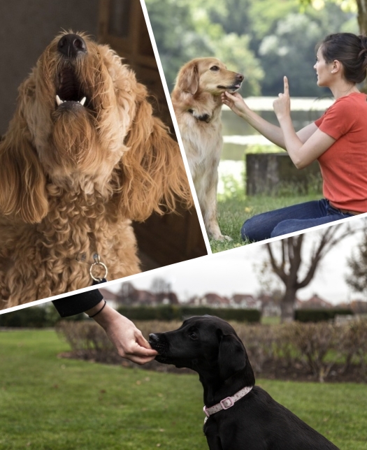 perro en silencio tras orden de su dueña