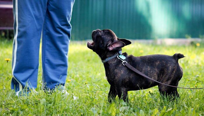 perro negro ladrando a su dueño