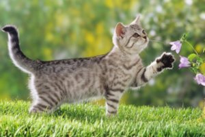 gato joven jugando sobre la hierba