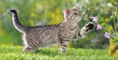 gato joven jugando sobre la hierba