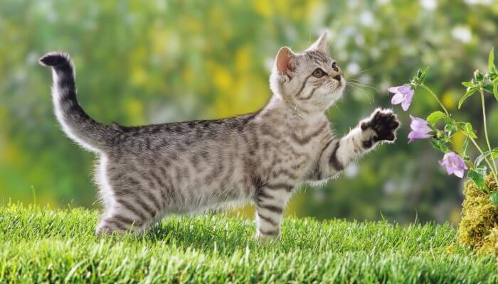 gato joven jugando sobre la hierba