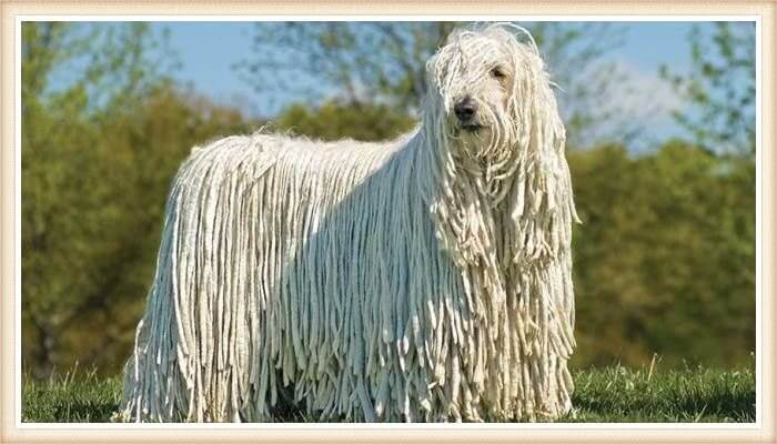 komondor blanco de capa extra-larga