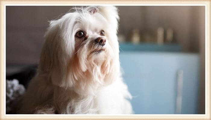 lhasa apso de pelo largo blanco y coleta en la cabeza