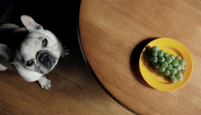 perro mirando un ramo de uvas desde el suelo