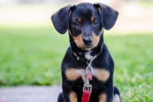 perrita negra con nombre en el collar