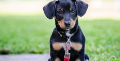 perrita negra con nombre en el collar