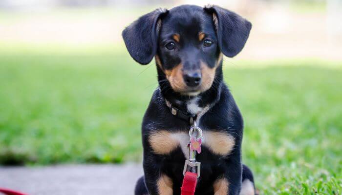 perrita negra con nombre en el collar