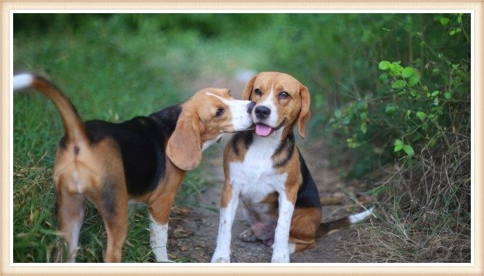 perros beagle jugando en el bosque