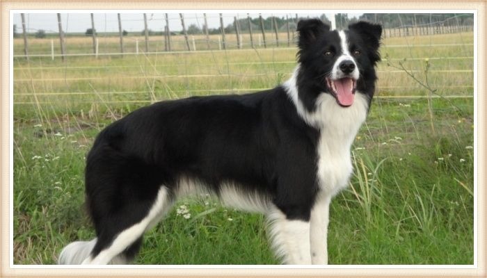 border collie en el terreno de pastoreo