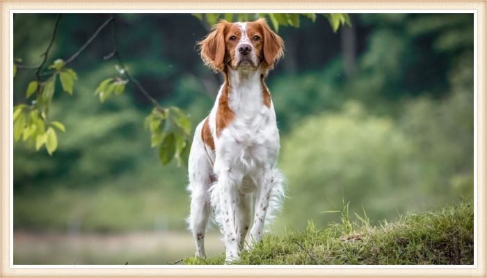 brittany caminando alerta por el campo