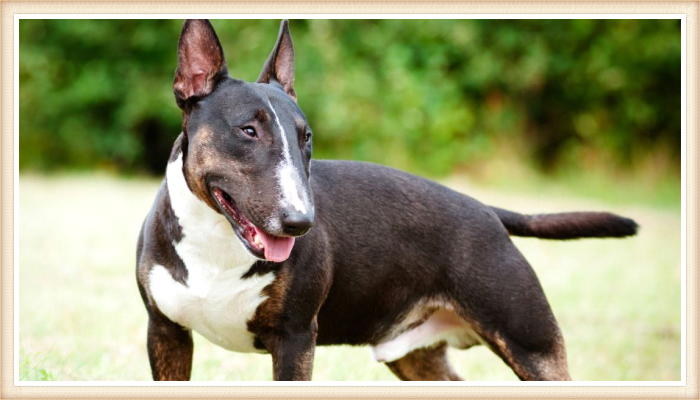 bull terrier bicolor con la boca abierta