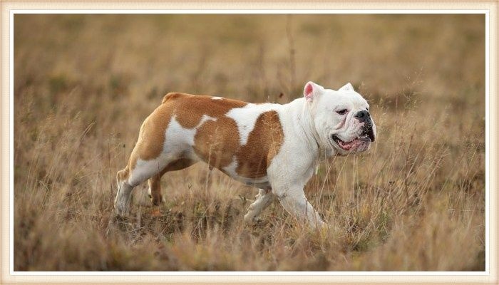 bulldog caminando entre la hierba seca