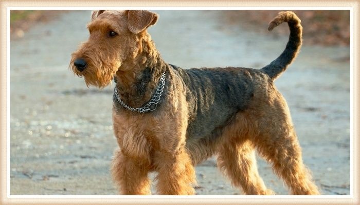 airedale con collar parado sobre el pavimento