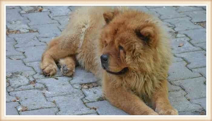 chow chow peludo echado en el suelo