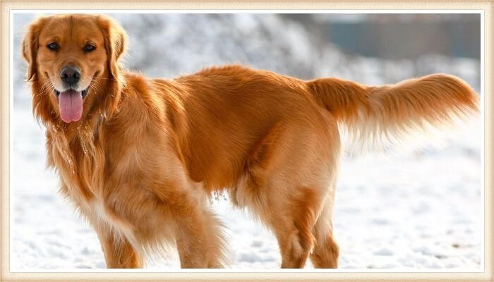 golden retriever hermoso con la cola alargada