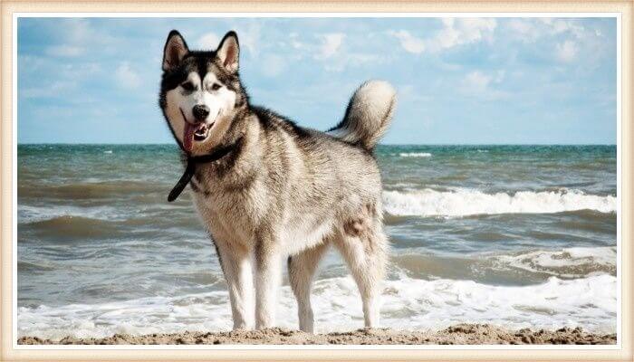 bello husky siberaino parado a la orilla del mar