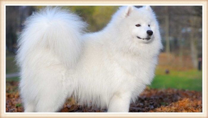 hermoso samoyedo de pelaje blanco mullido