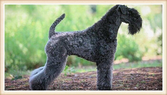 kerry blue terrier de pelaje planitado exquisito