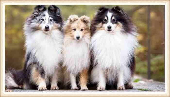 trío de shelties de diferentes colores 