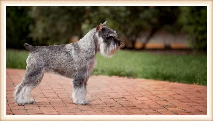 schnauzer sal y pimienta parado en posición esbelta