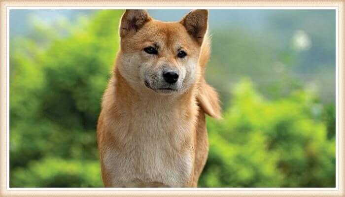 hermoso shiba inu de mirada inquisitiva