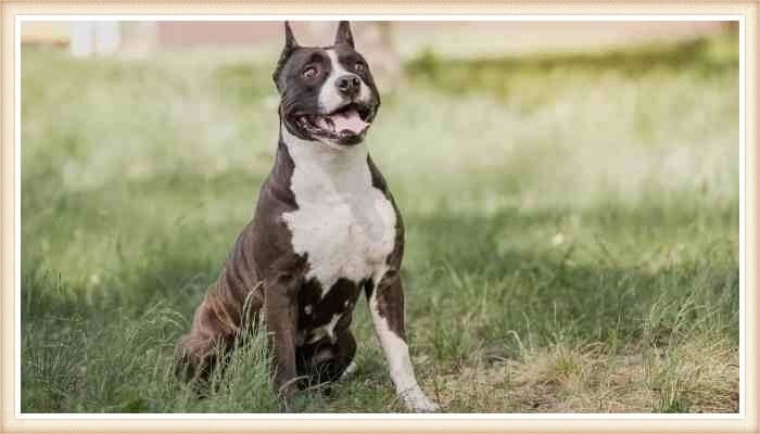 staffordshire terrier feliz sentado sobre el pasto