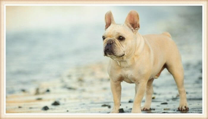 hermoso bulldog francés de color crema