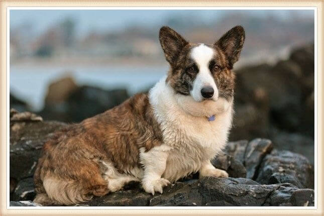 corgi abigarrado y blanco sobre las rocas