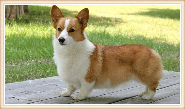 corgi bicolor sobre tablado al aire libre