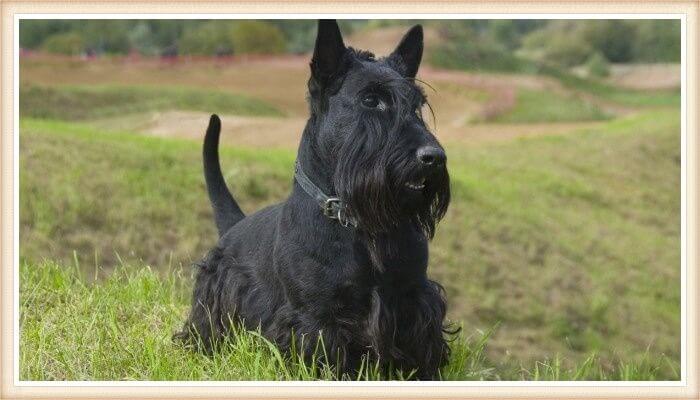 terrier escocés negro sobre la hierba