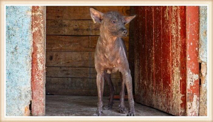 perro abisinio en cabaña de madera