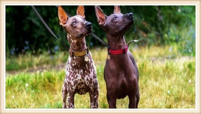 dos perros sin pelo peruanos en posición atenta sobre la hierba