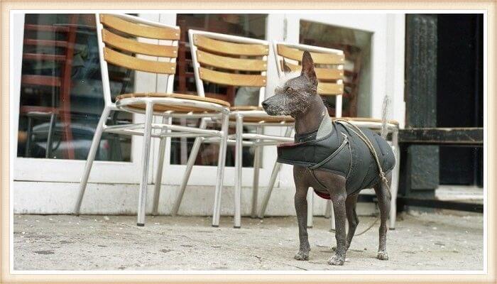 perro sin pelo boliviano usando chaleco protector